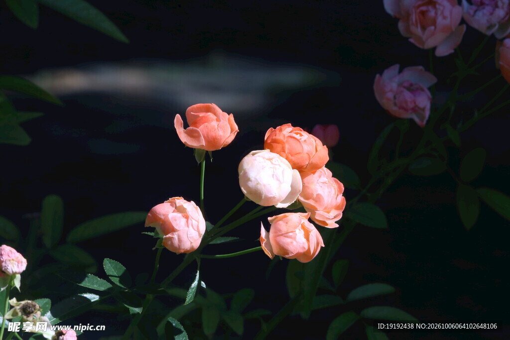 月季花 