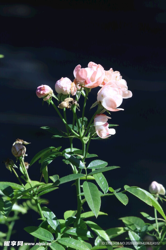 月季花 