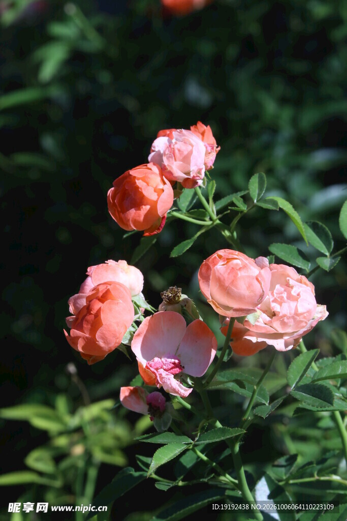 月季花 