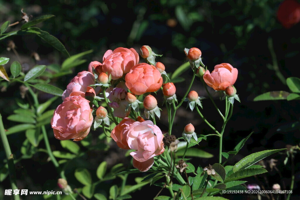 月季花 
