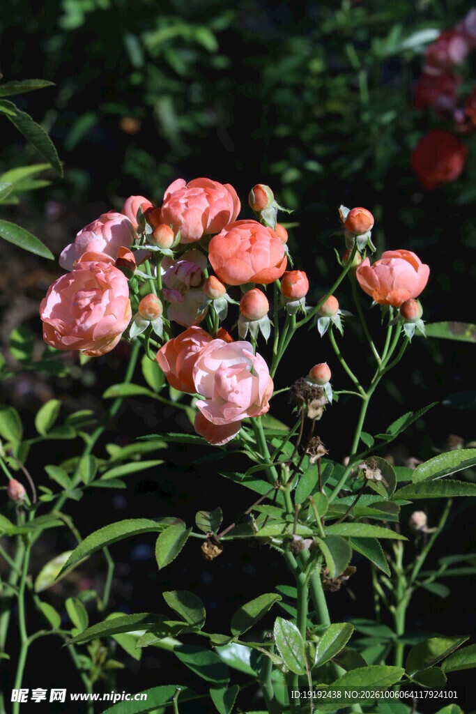 月季花  