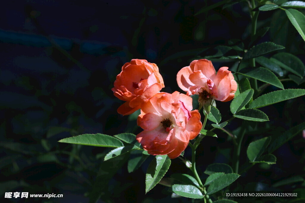 月季花 