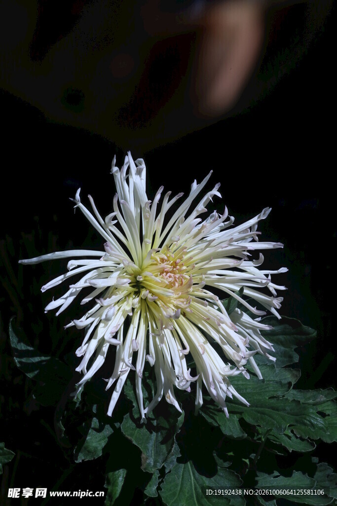 菊花 