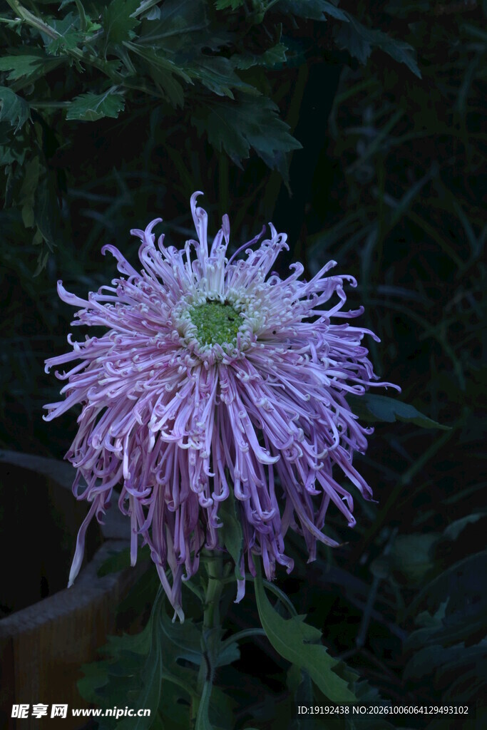 菊花 