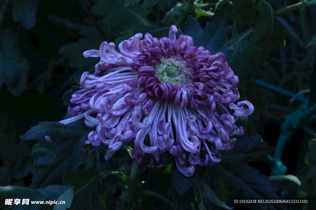 菊花  