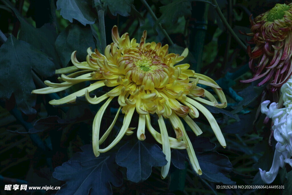 菊花 