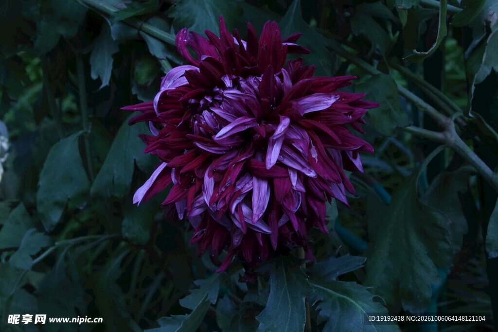 菊花  