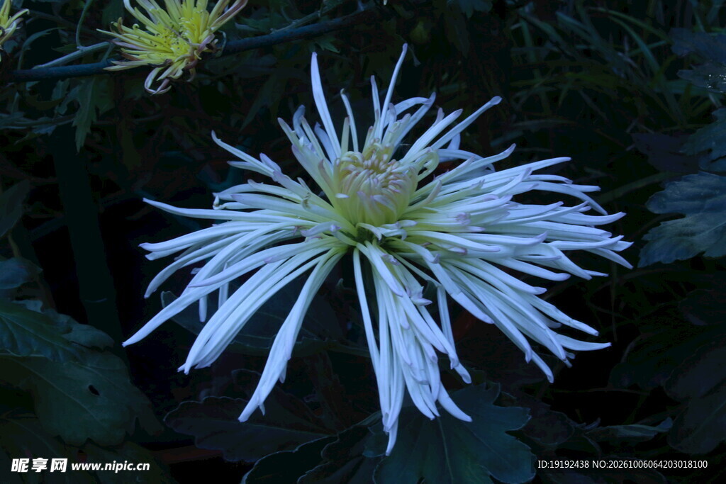 菊花 