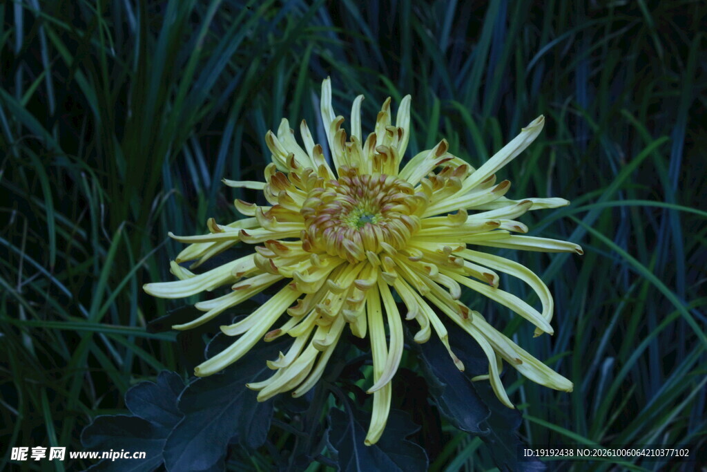 菊花  