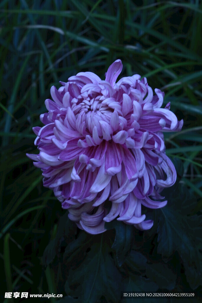 菊花  