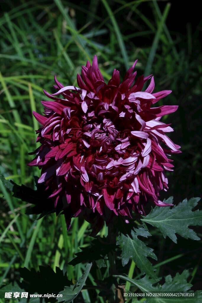 菊花  