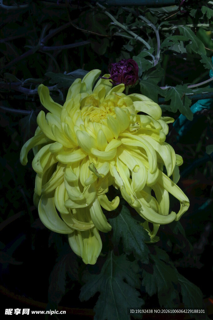 菊花 