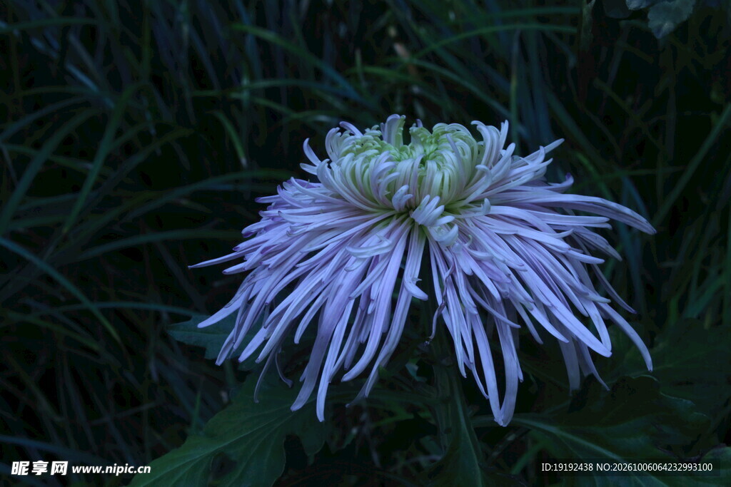 菊花 