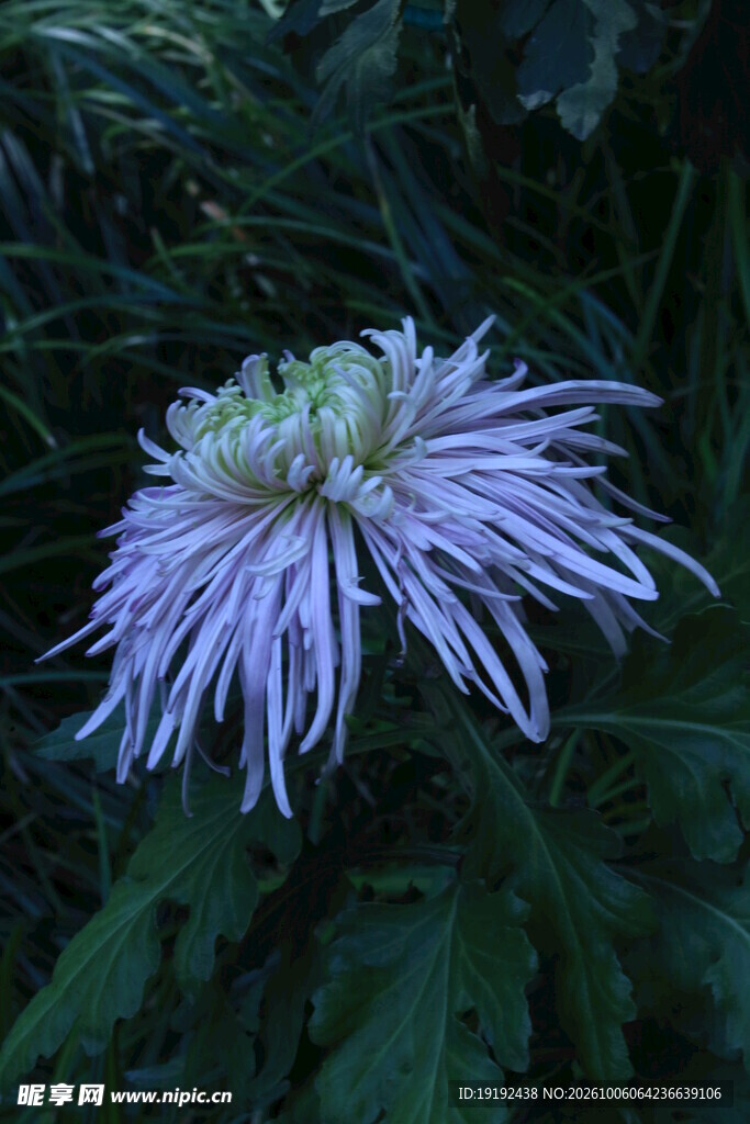 菊花 