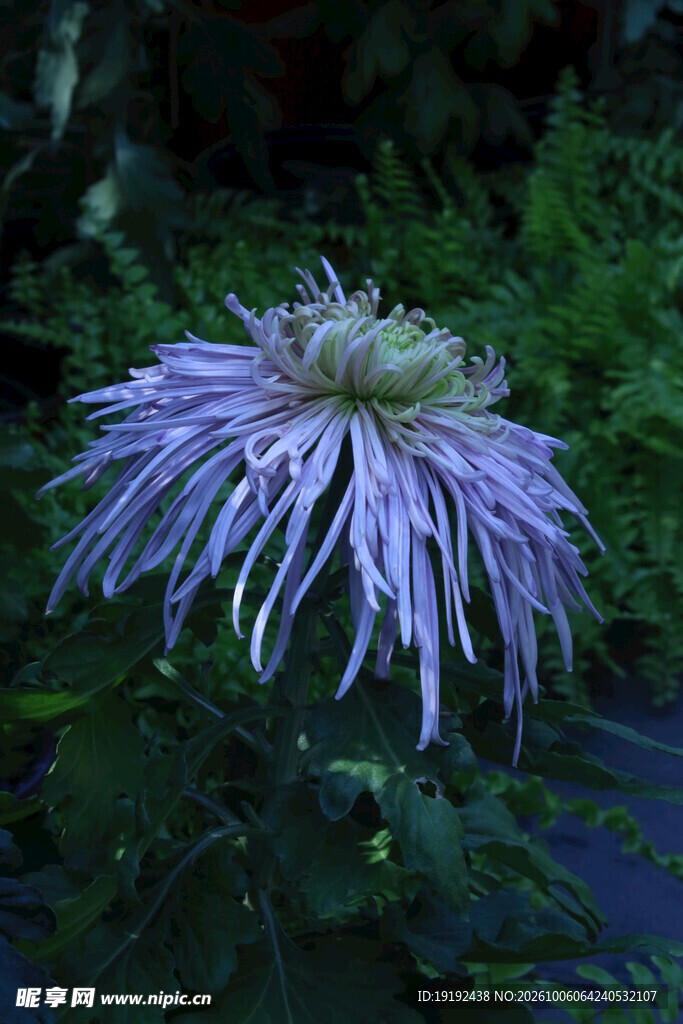 菊花  