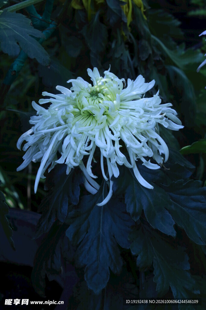 菊花  