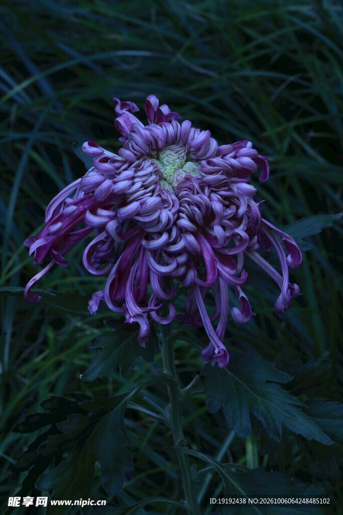 菊花 