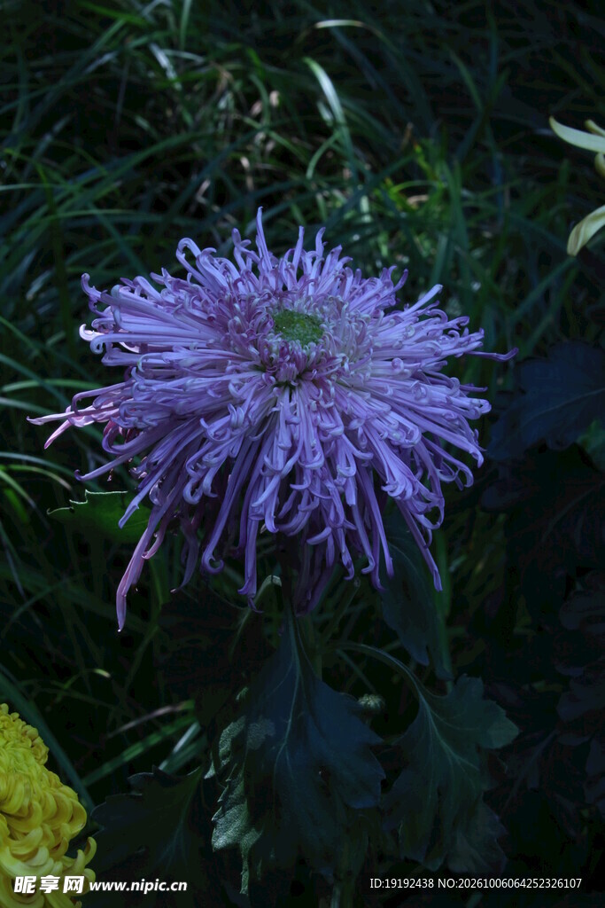 菊花  
