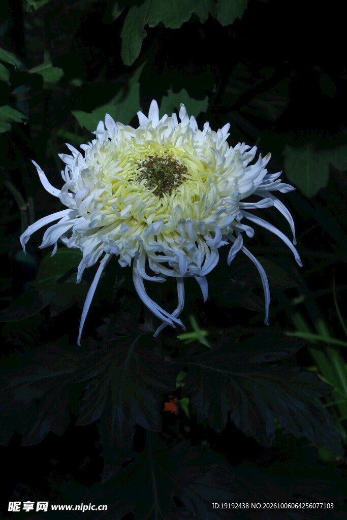 菊花  
