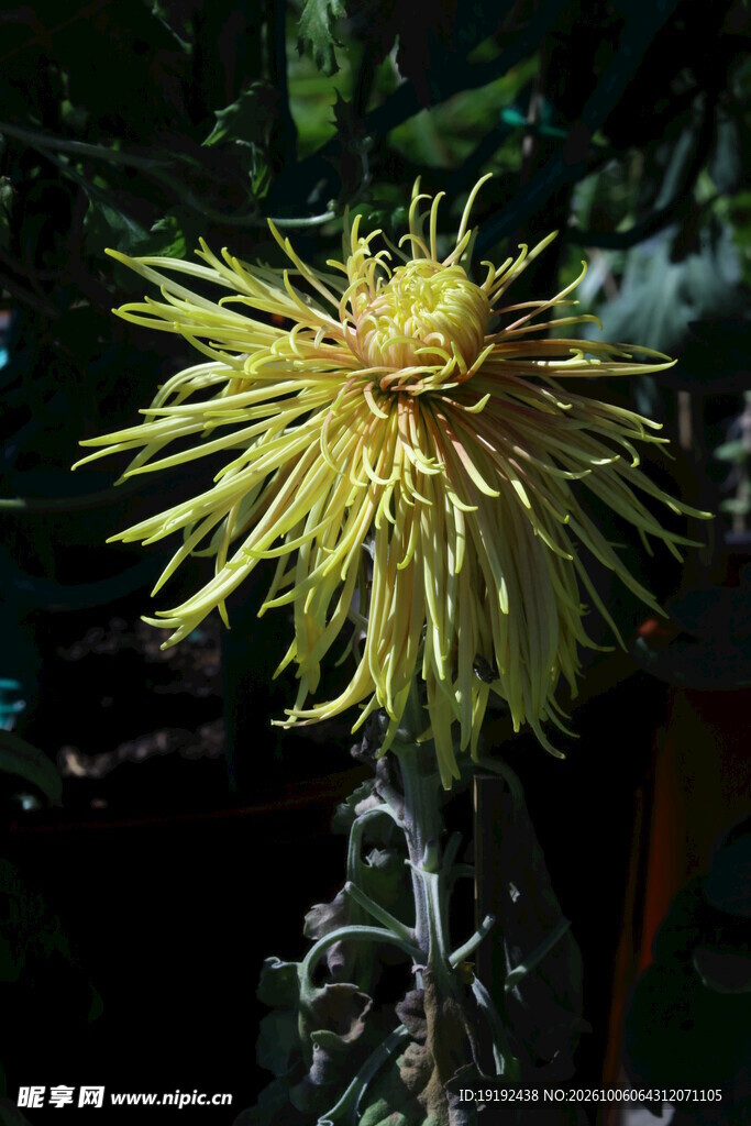 菊花  
