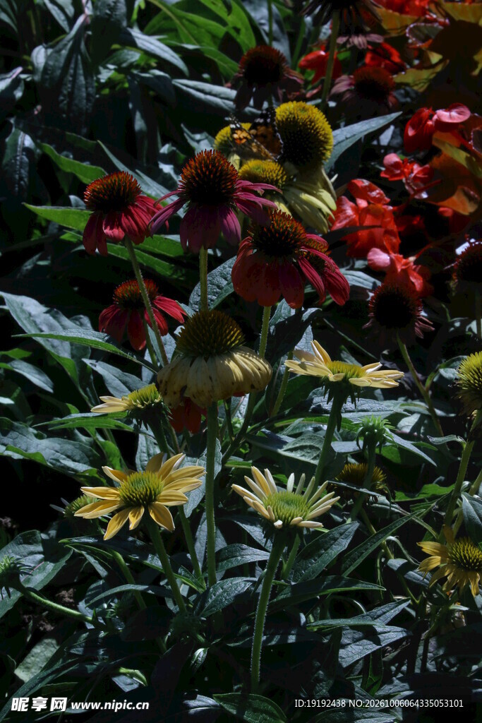 松果菊  