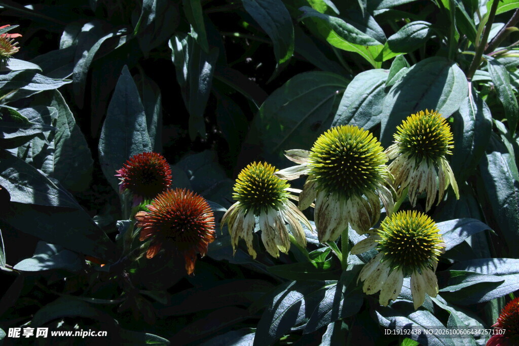 松果菊 