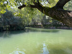 湖畔古树清新水景