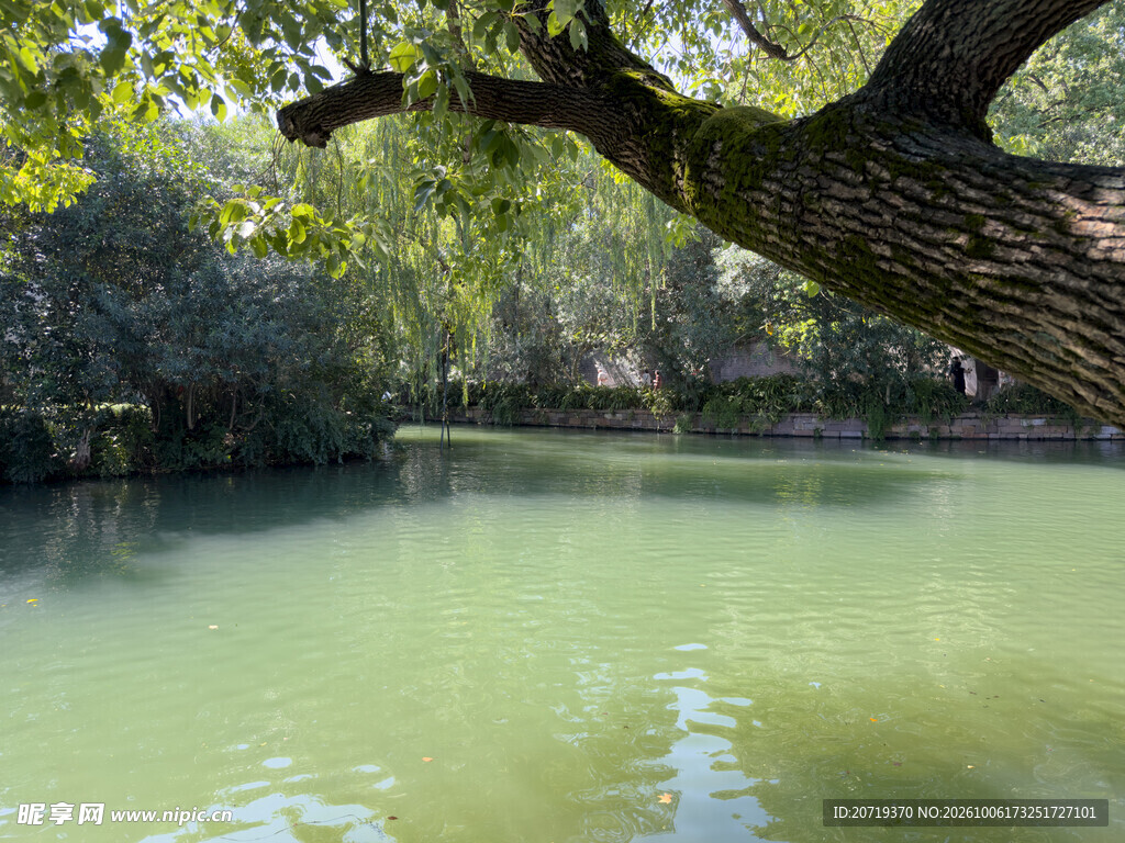 湖畔古树清新水景
