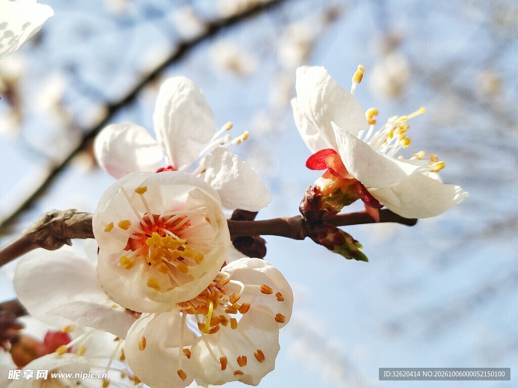 春日枝头白花盛放