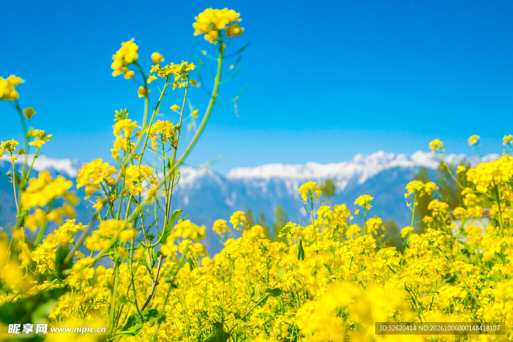 油菜花田美景