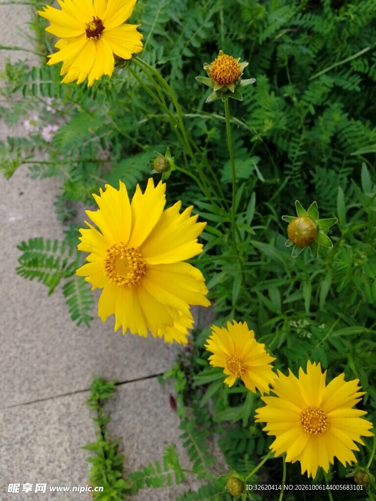 金鸡菊