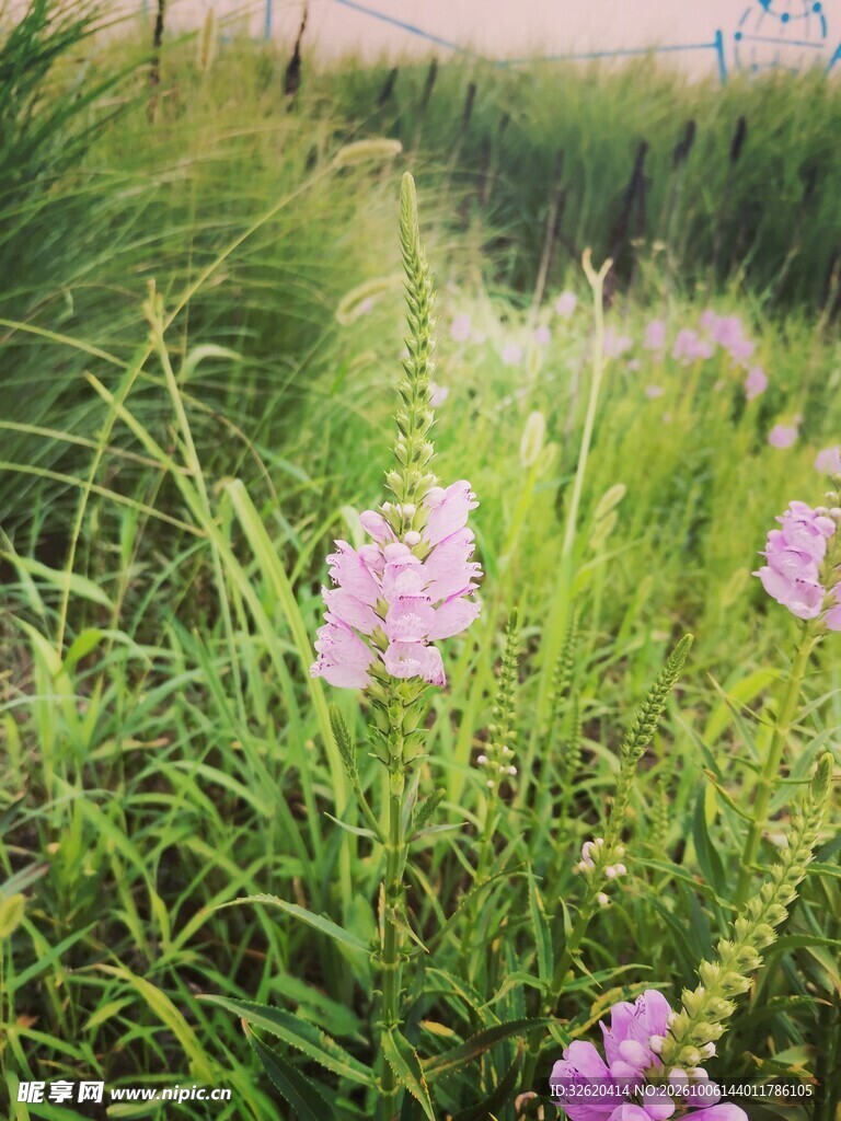 野外淡紫色野花