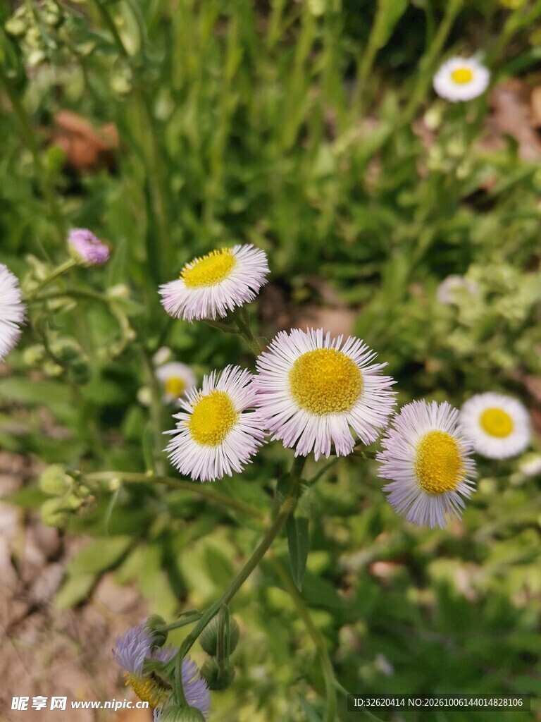 小雏菊