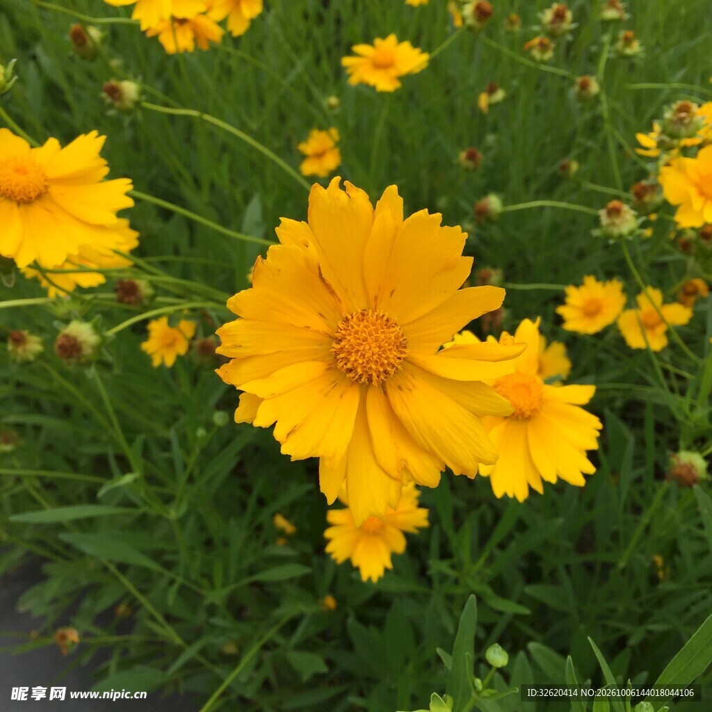 金鸡菊