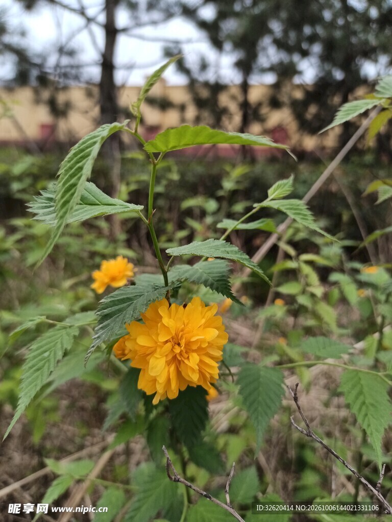 金鸡菊