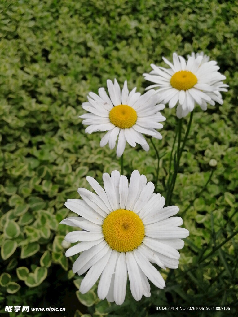 白雏菊