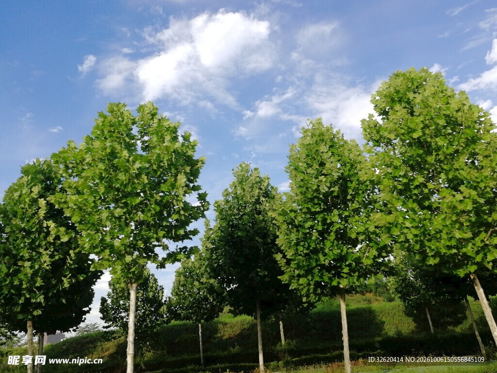 蓝天下的成排绿树