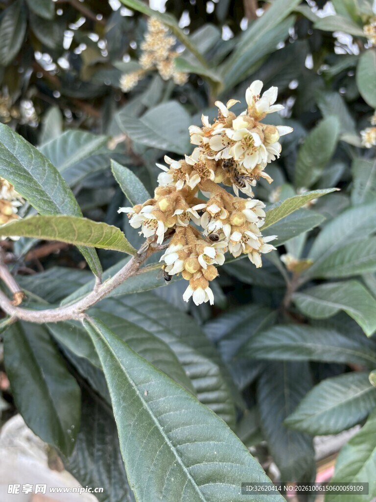 枝头枇杷花绽放