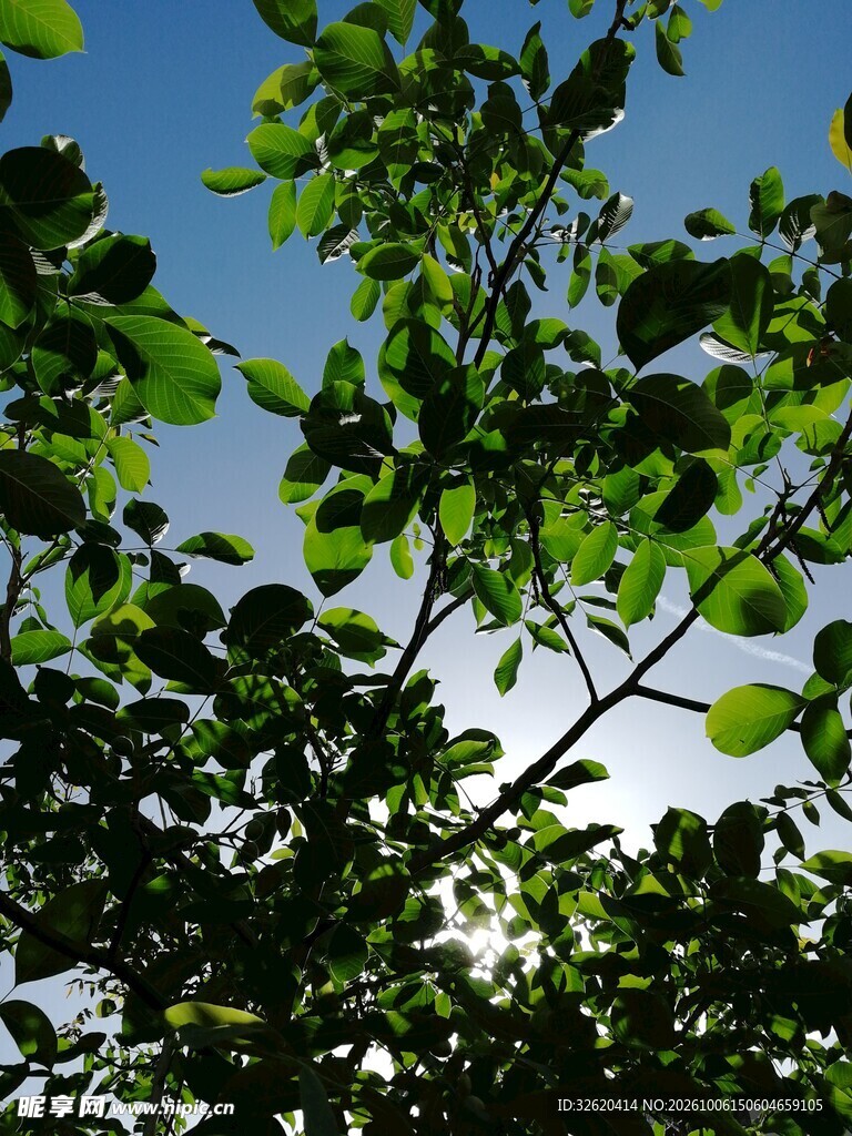 仰拍绿树蓝天