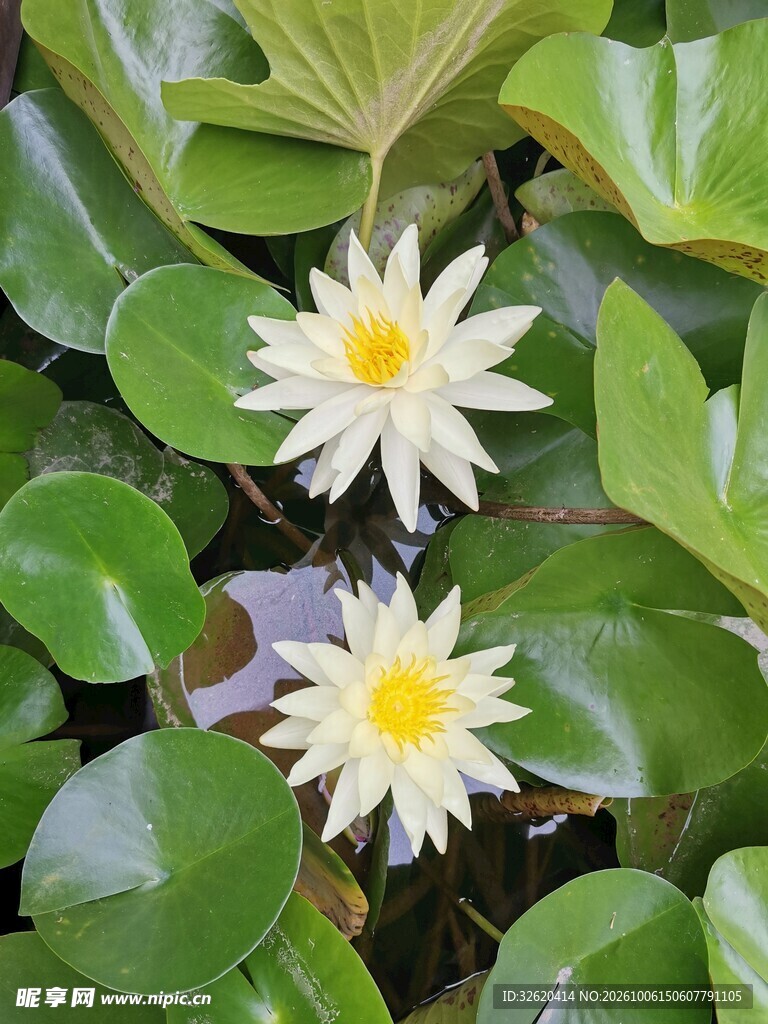 两朵清新白睡莲