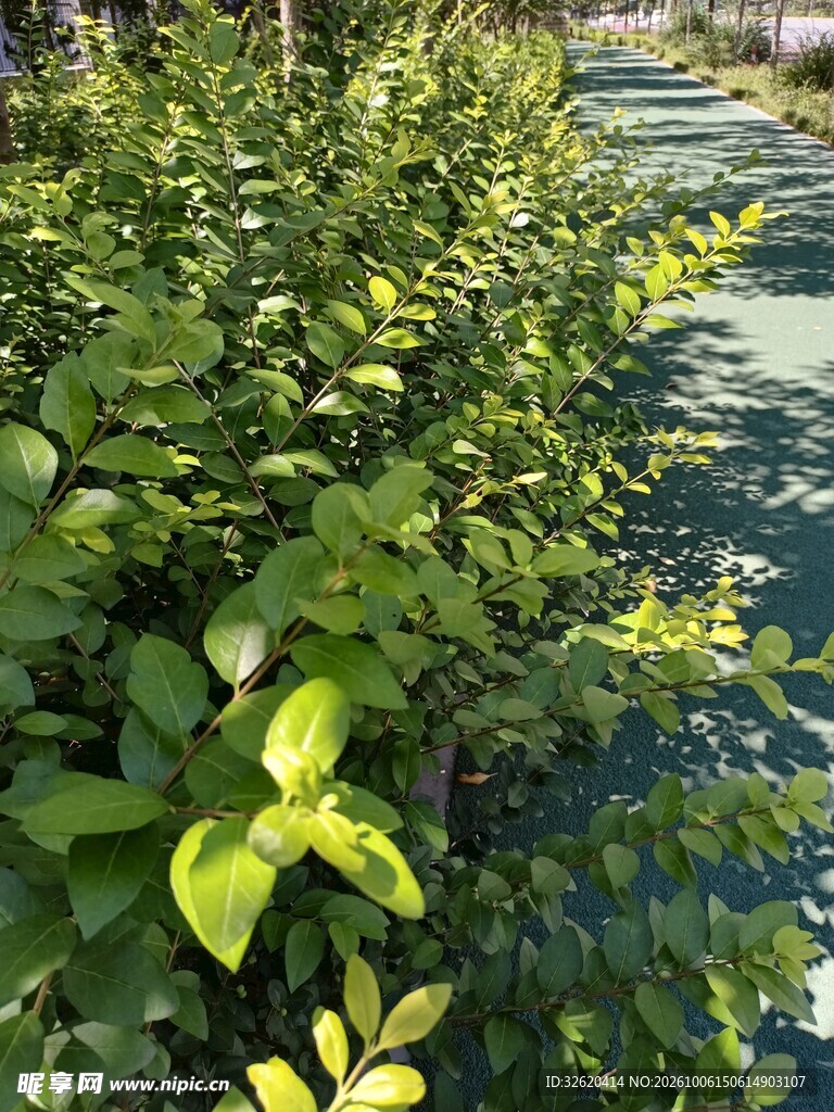 河畔翠绿灌木丛