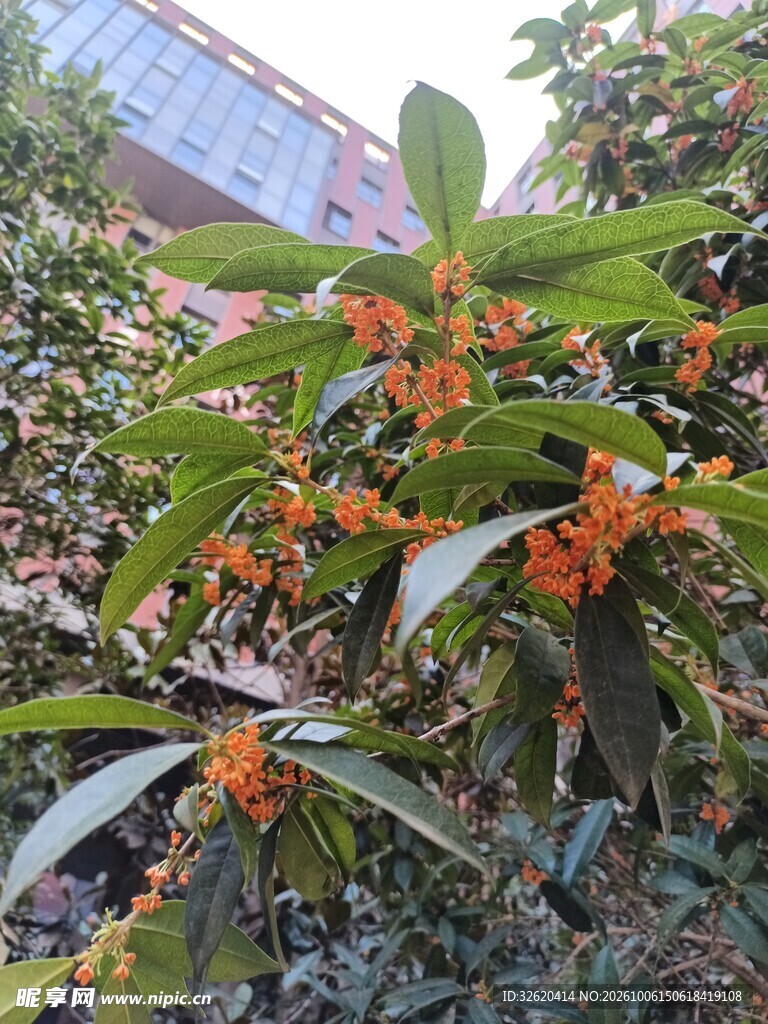 丹桂花开