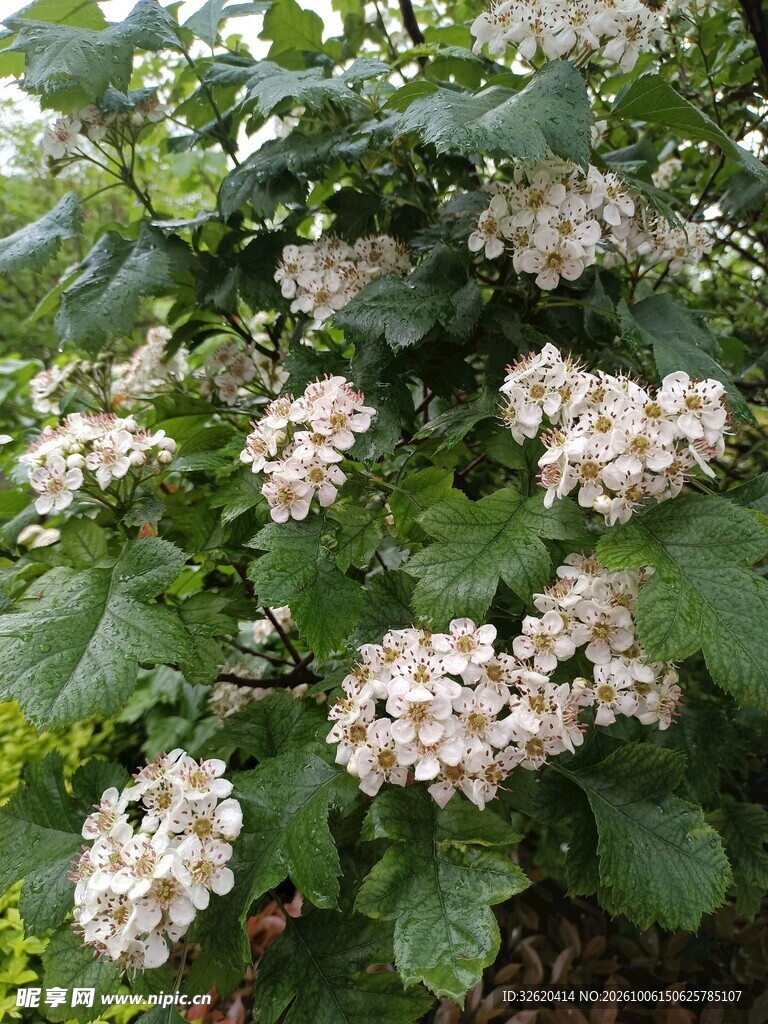 绿叶间白色绣球花簇