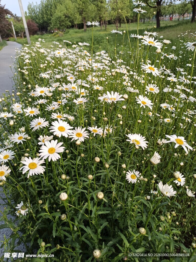 路边白色雏菊花丛