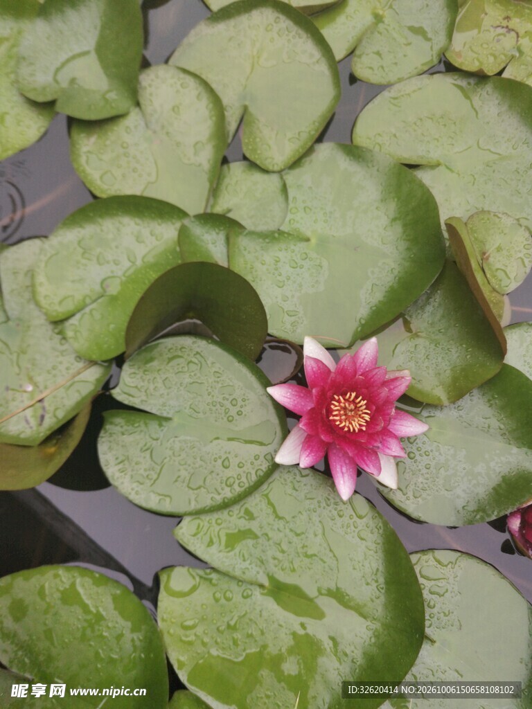 池塘里的红色睡莲