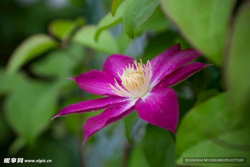 紫花铁线莲