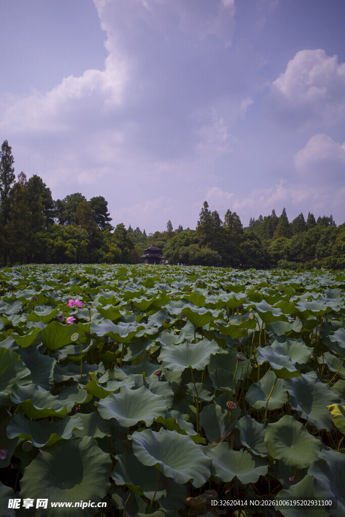夏日荷塘郊野风光