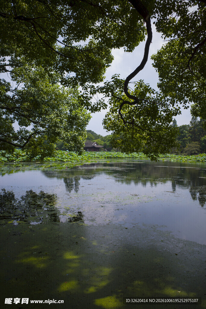 湖畔绿树水景风光