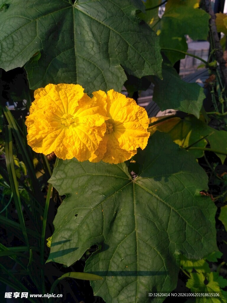 绿叶丛中黄色丝瓜花