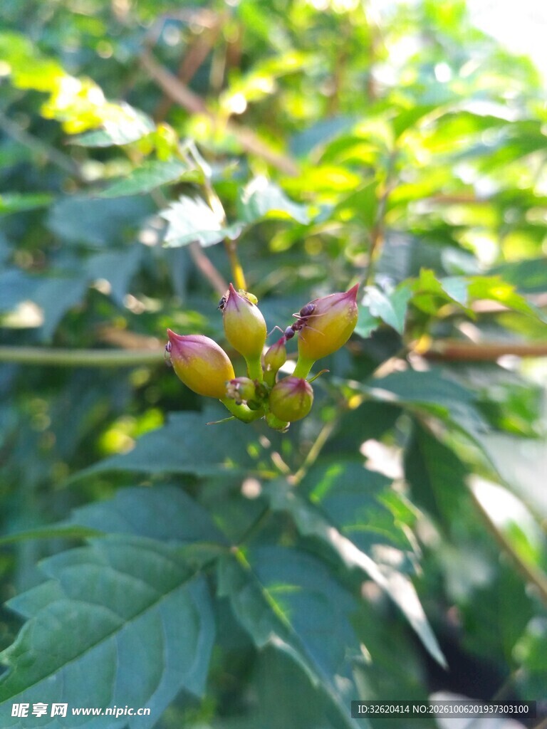 绿叶间的待放花苞